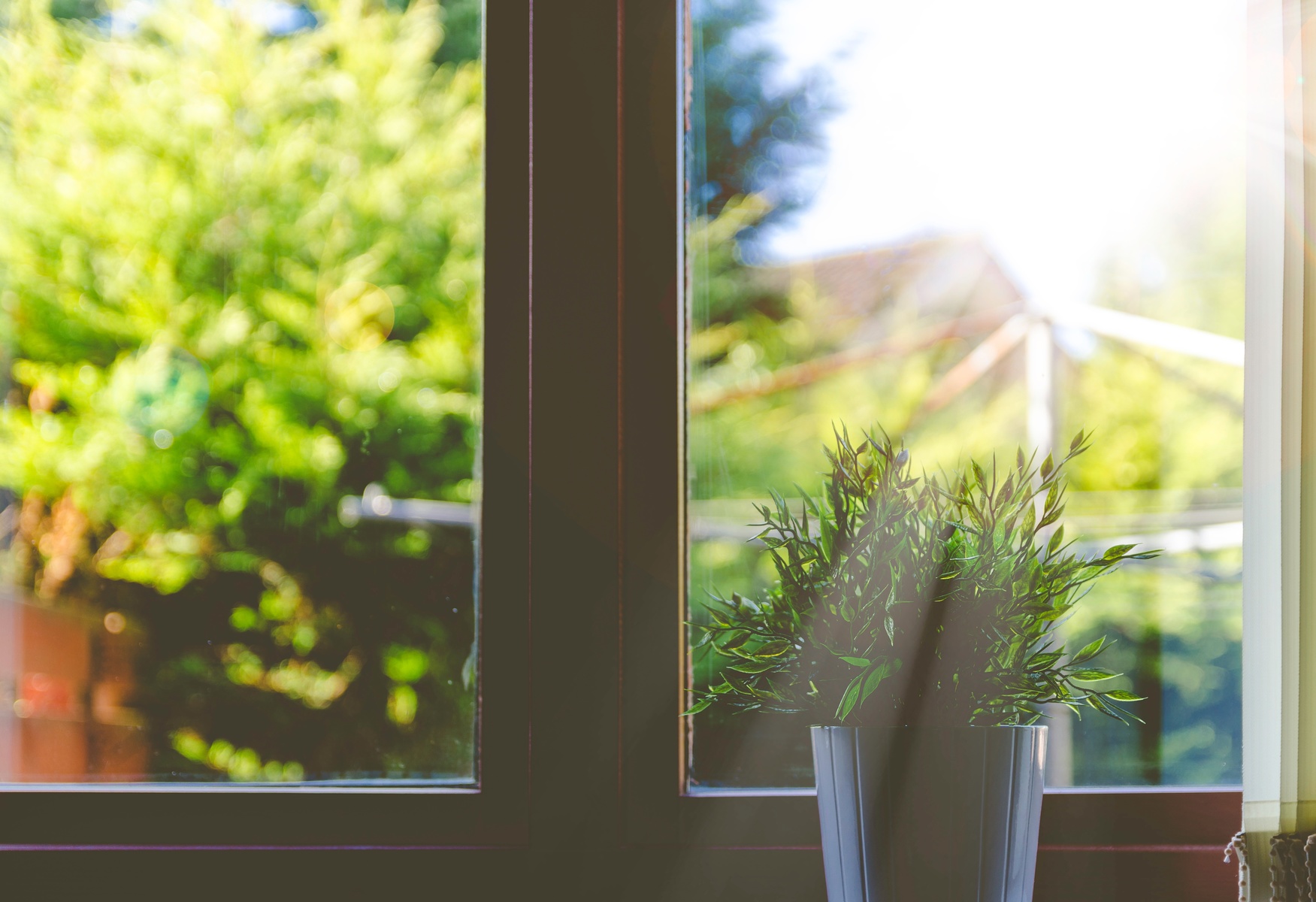 tree-grass-branch-plant-sunshine-lawn-54065-pxhere.com